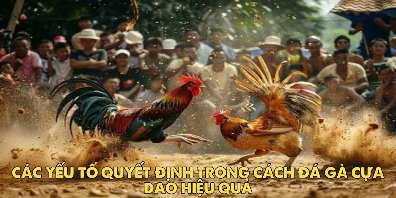 Các yếu tố quyết định trong cách đá gà cựa dao hiệu quả
