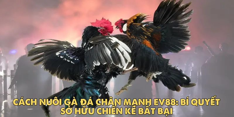 Cách nuôi gà đá chân mạnh EV88: Bí quyết sở hữu chiến kê bất bại