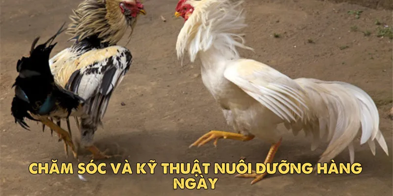 Cách nuôi gà đá chân mạnh EV88: Bí quyết sở hữu chiến kê bất bại 4 Chăm sóc và kỹ thuật nuôi dưỡng hàng ngày