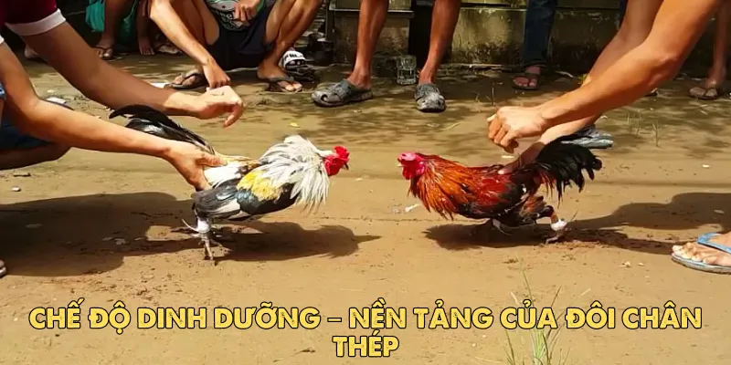 Cách nuôi gà đá chân mạnh EV88: Bí quyết sở hữu chiến kê bất bại 2 Chế độ dinh dưỡng – Nền tảng của đôi chân thép