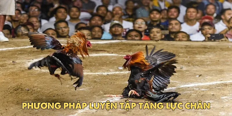 Cách nuôi gà đá chân mạnh EV88: Bí quyết sở hữu chiến kê bất bại 3 Phương pháp luyện tập tăng lực chân
